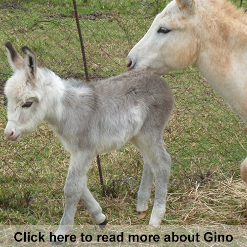 gino