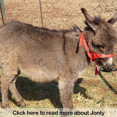 jonty
